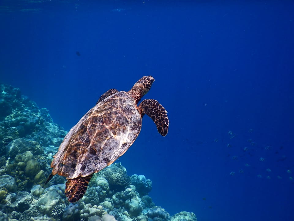 Sport & Freizeit Kihaa Maldives