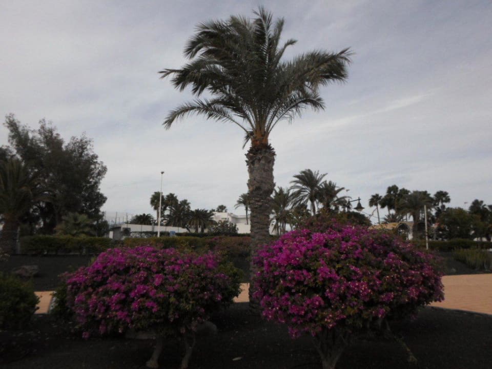 Laufstrecke Hipotels La Geria