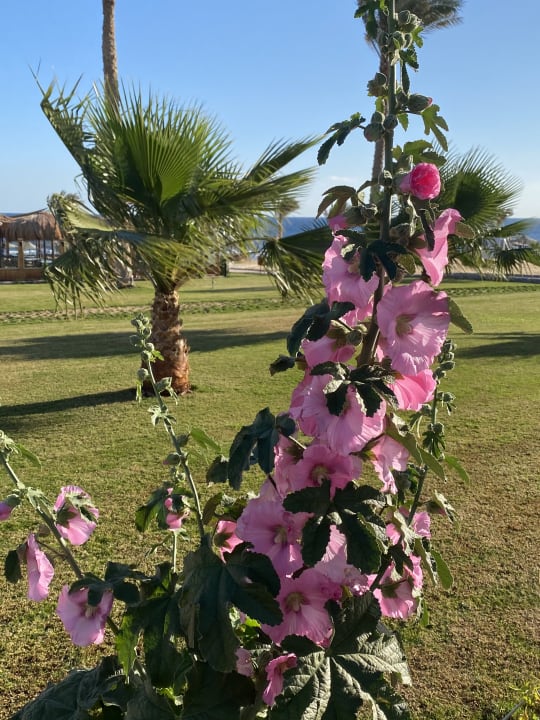 Gartenanlage Three Corners Sea Beach Resort