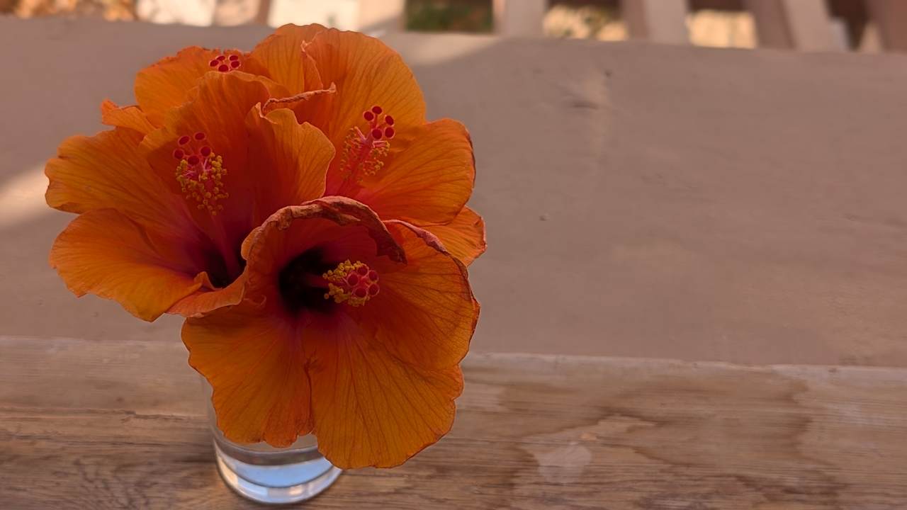 Zimmer The Grand Palace - Adults only