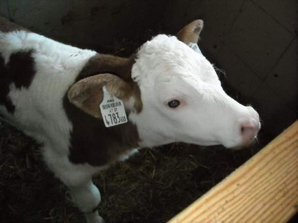 In unsererm Stall Ferienwohnung Hanselishof