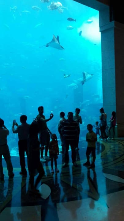 Das Aquarium Atlantis, The Palm