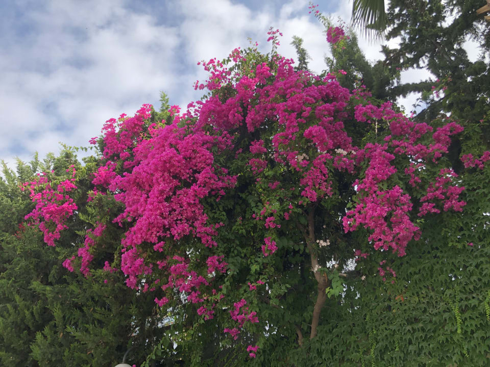 Gartenanlage Labranda Alantur Resort