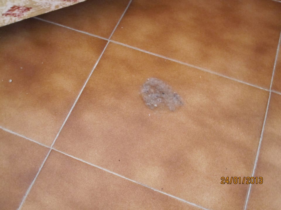 Wollmäuse Zimmerboden Bei Juan Playa Blanca