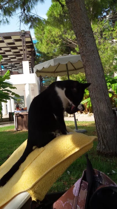 Unsere schwangere Freundin Hotel Calypso Beach