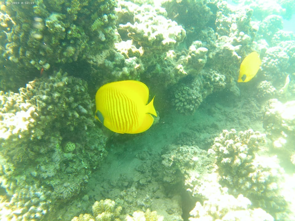 Strand Cleopatra Luxury Resort Makadi Bay