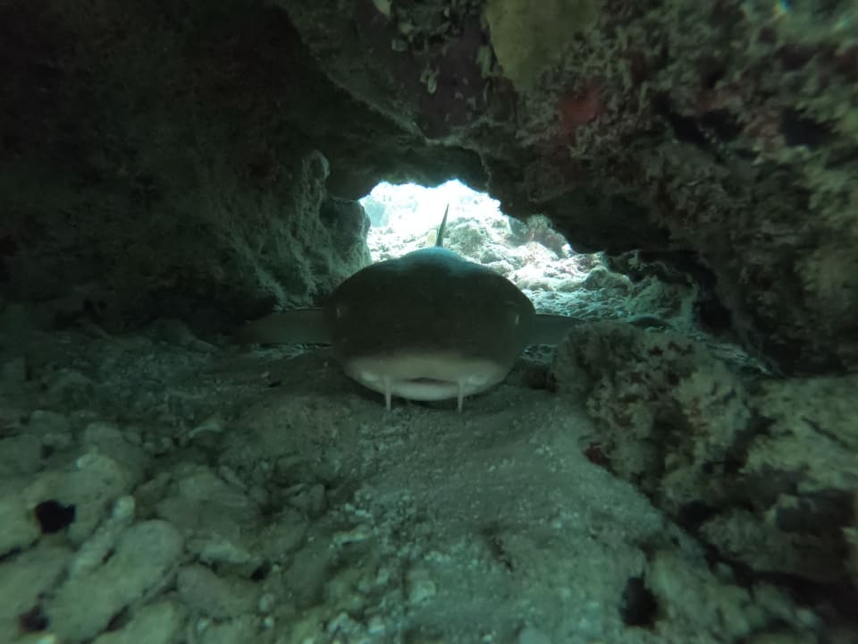 Sonstiges NH Collection Maldives Reethi Resort