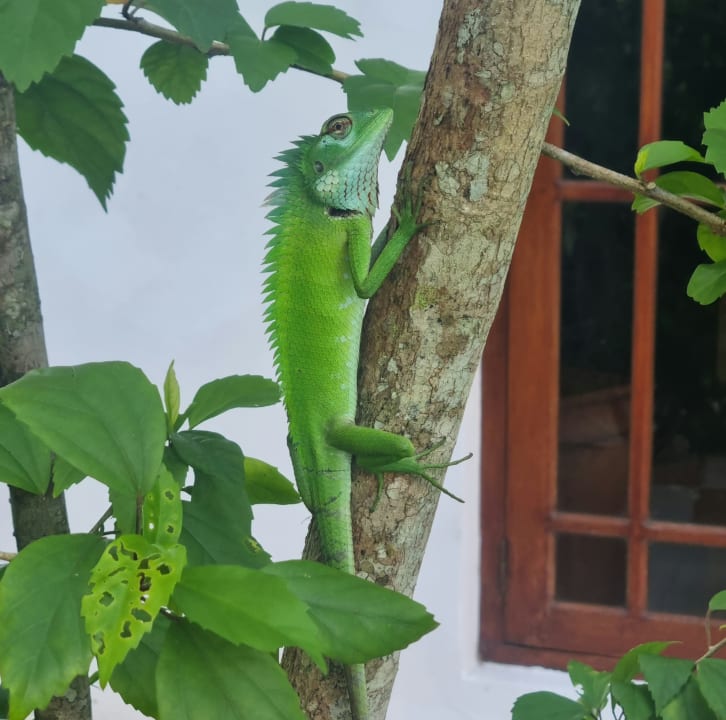 Gartenanlage Hotel Bentota Village