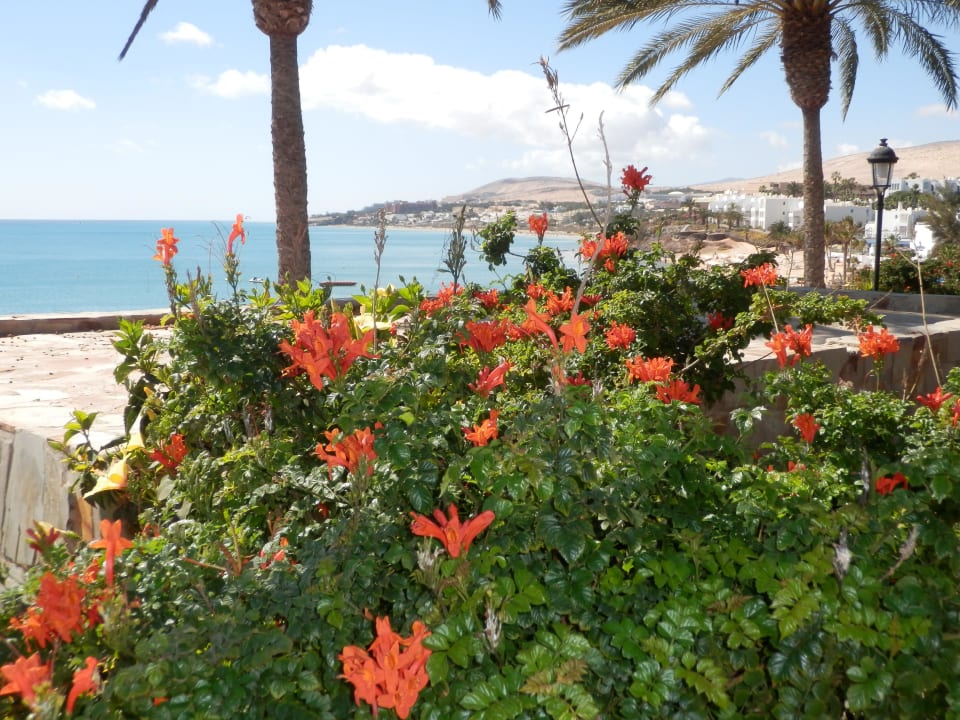 Blick vom Garten Richtung Bucht SBH Costa Calma Beach Resort