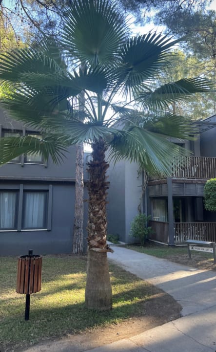 Sonstiges Balmy Foresta