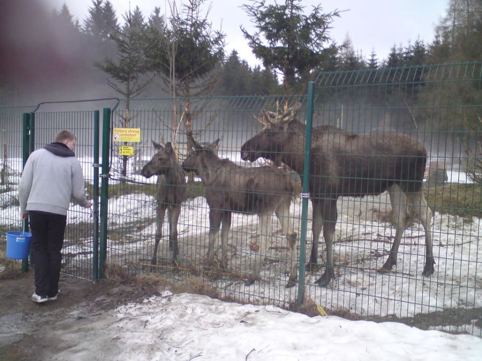 Elche beim Füttern Hotel Ferienpark Merkelbach
