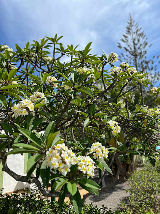 Gartenanlage Bungalows Cordial Sandy Golf