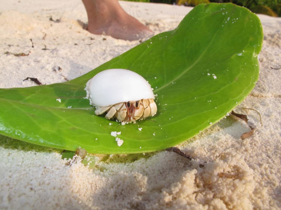 Einsiedlerkrebs Kuredu Island Resort & Spa