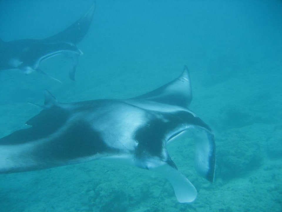 Mantaschnorcheln Summer Island Maldives