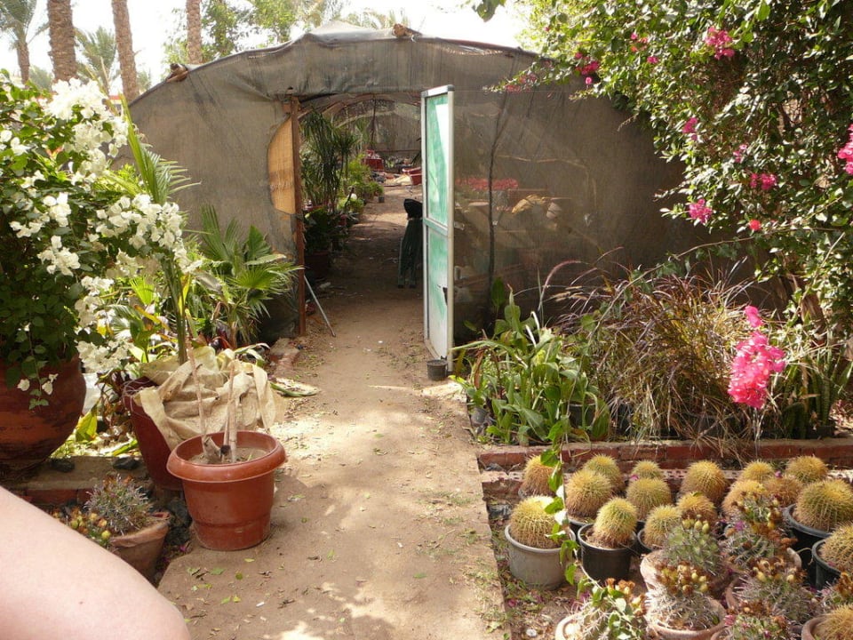 Eingang Treibhaus Pickalbatros Dana Beach Resort - Hurghada