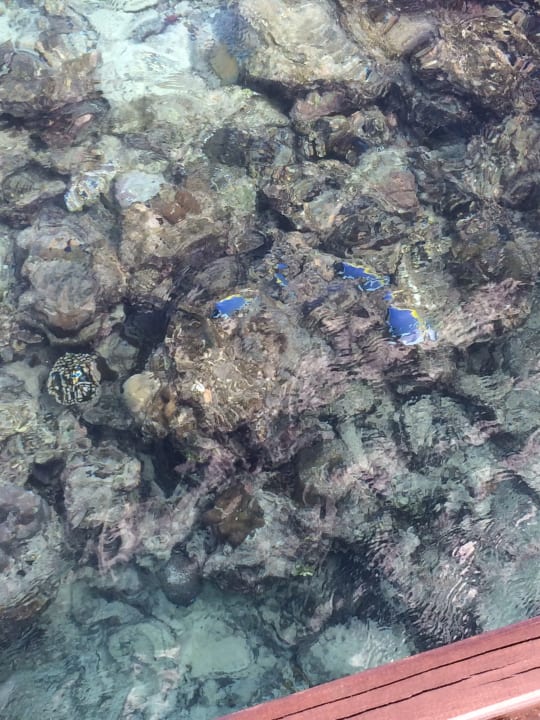 Strand Adaaran Select Meedhupparu Island Resort - Premium All Inclusive