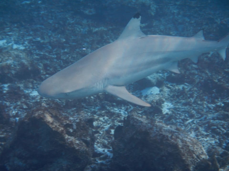 Hai Summer Island Maldives