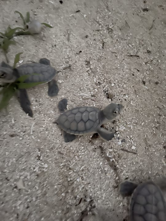Strand Akumal Bay Beach & Wellness Resort