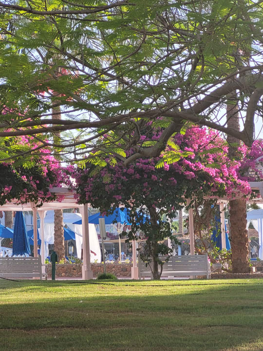Gartenanlage Desert Rose