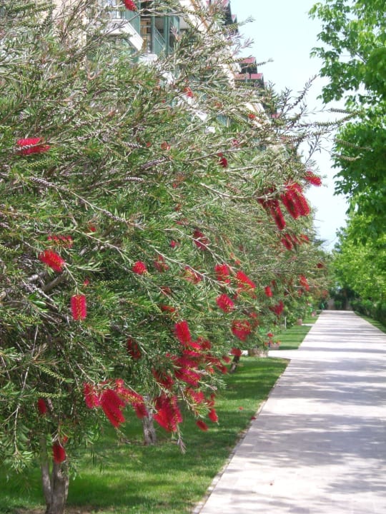 Blühende Sträucher säumen den Weg Crystal Paraiso Aqua Collection