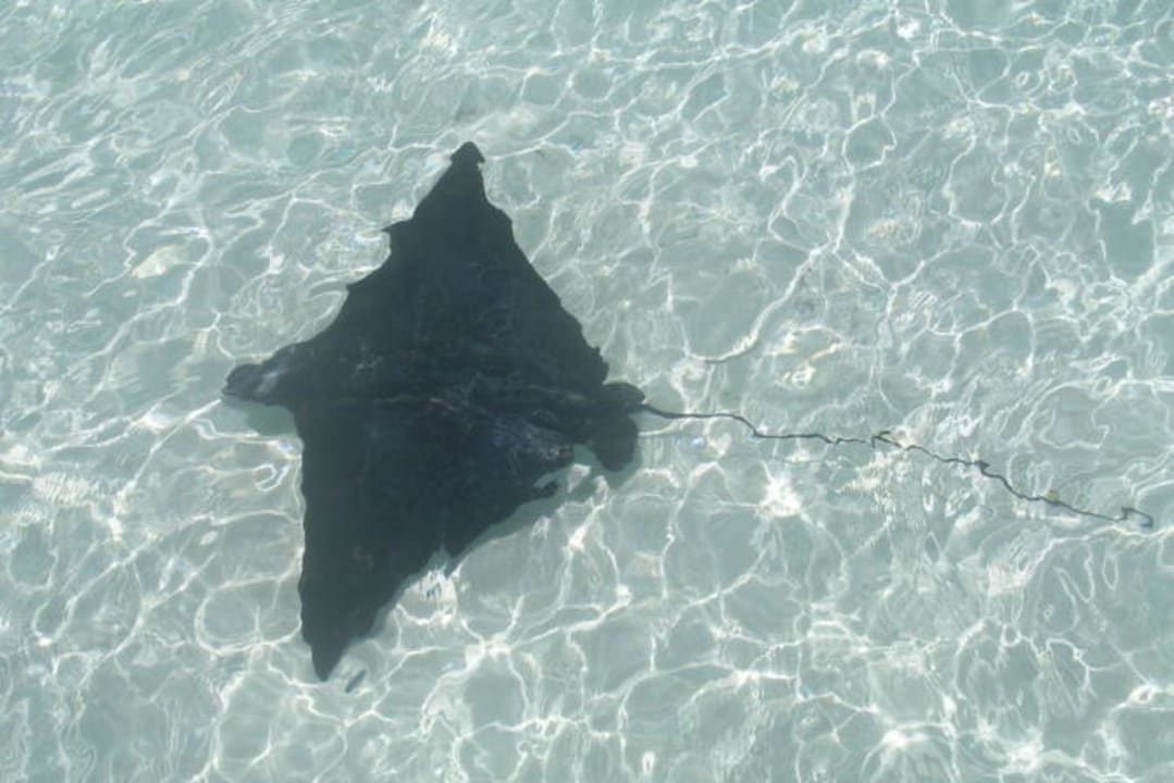 Manta Sun Siyam Olhuveli