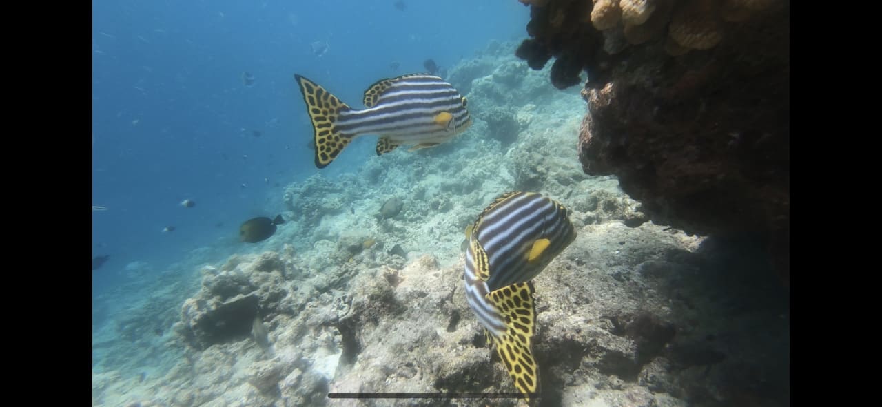 Strand Bandos Maldives