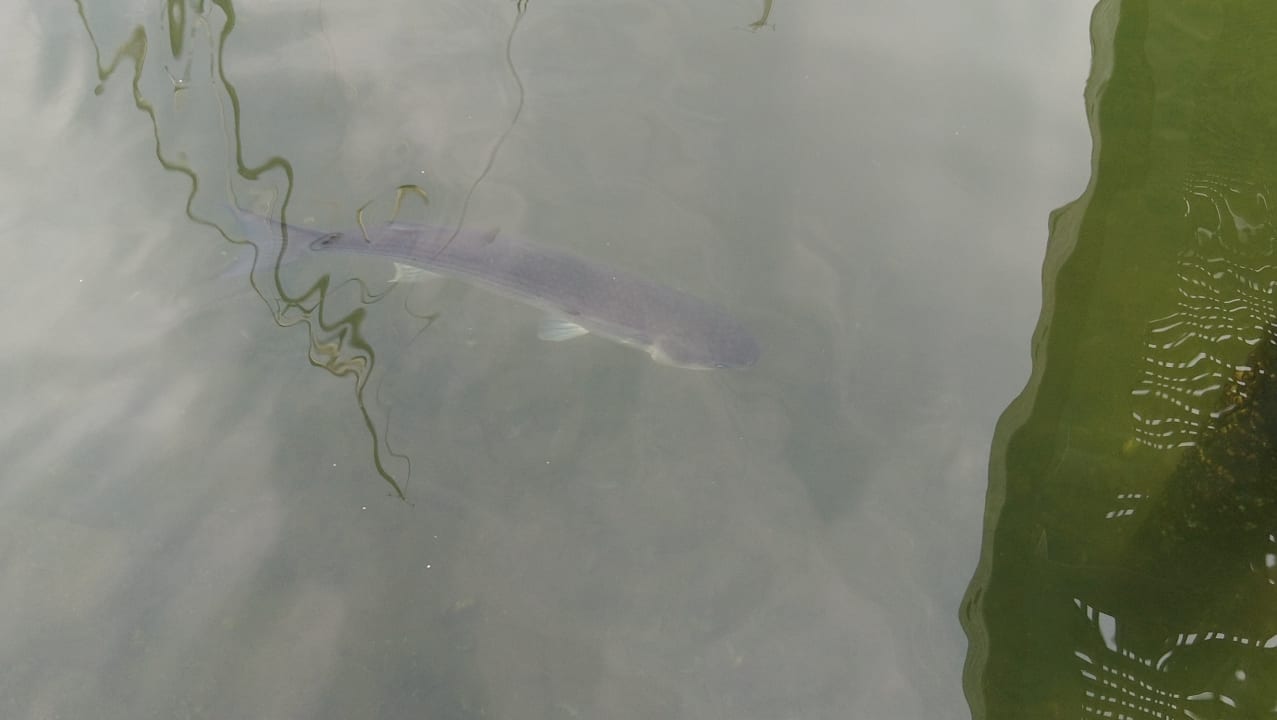 Strand Ferienhauspark Asgard in Damp