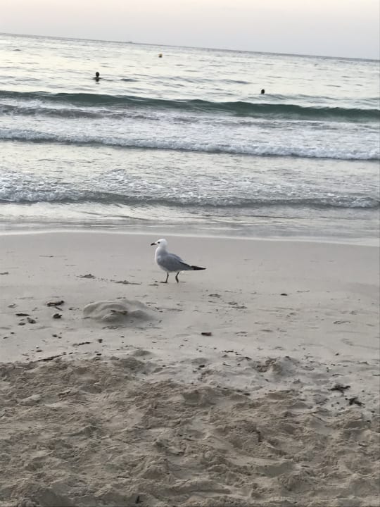 Strand Hipotels Mediterraneo Club