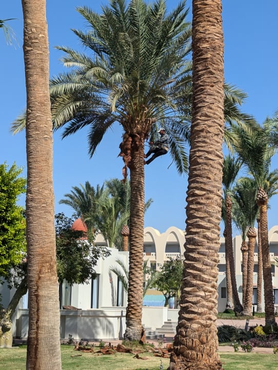 Pool Pharaoh Azur Resort