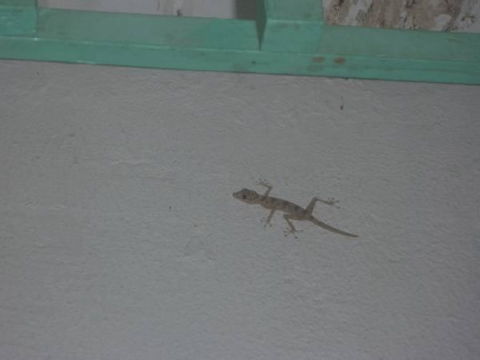 Nächtlicher Besucher Ghazala Beach