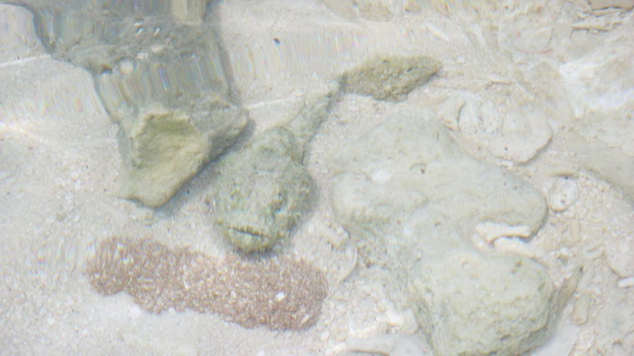 Steinfisch Eri Maldives