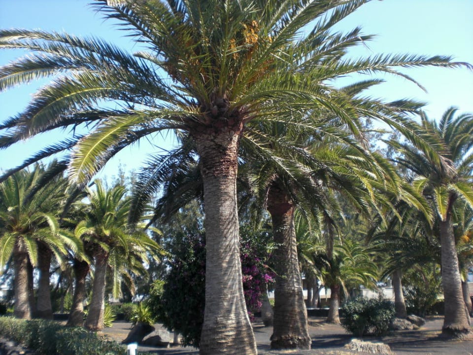 Garten Relaxia Olivina