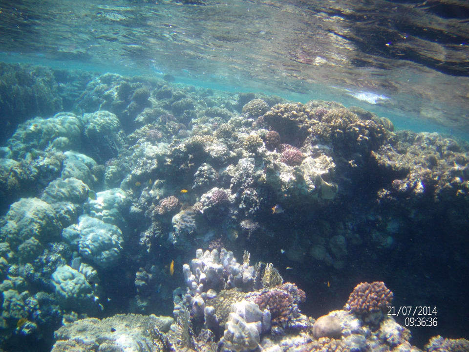 Hausriff Mövenpick Resort El Quseir