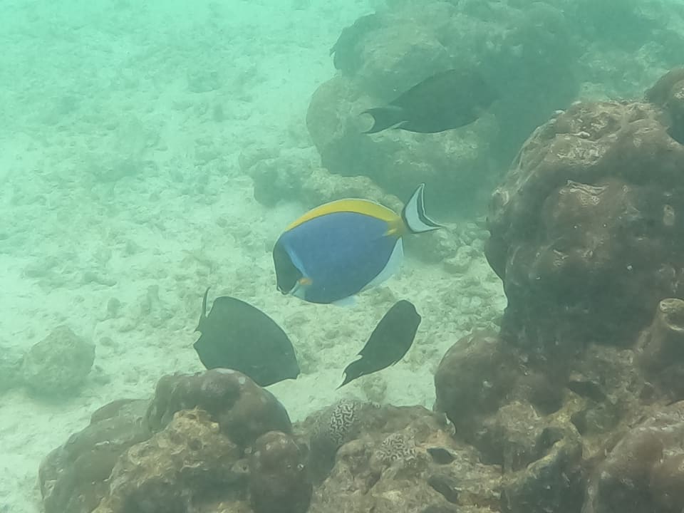 Sport & Freizeit NH Collection Maldives Reethi Resort