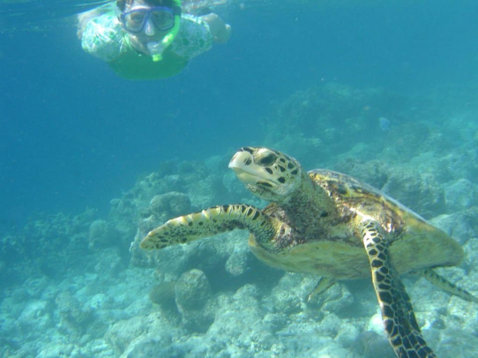 Schnorcheln mit einer Schildkröte Fihalhohi Maldives