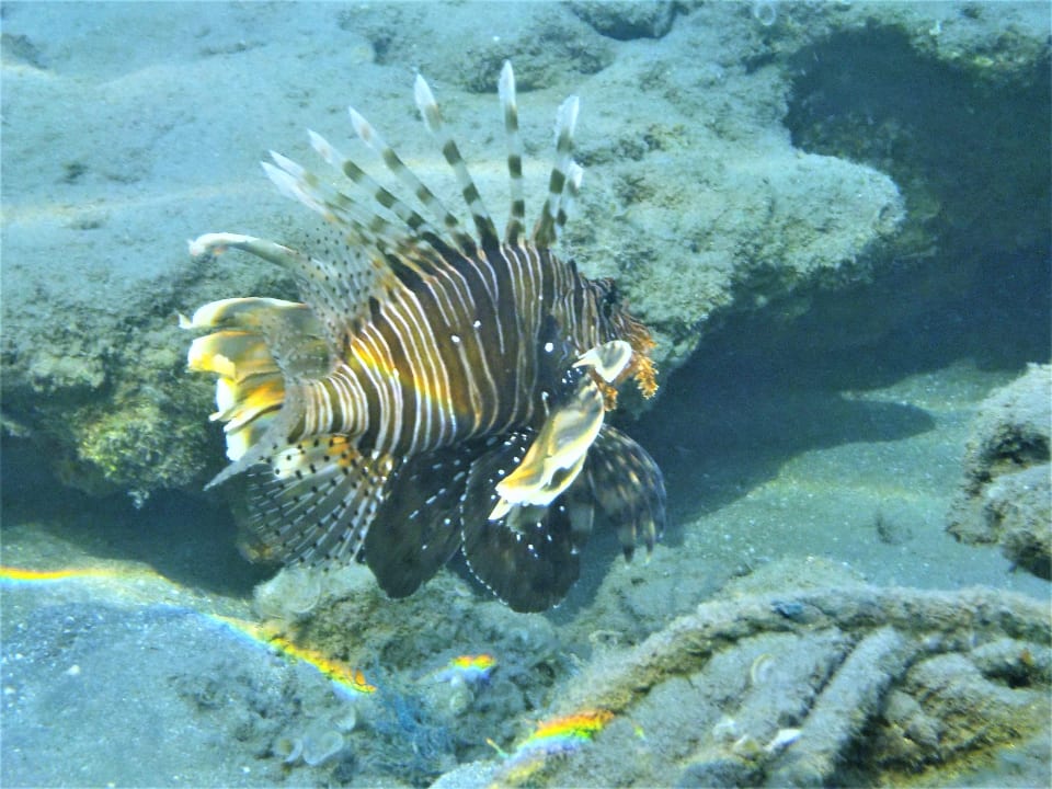 Sport & Freizeit Shams Alam Beach Resort