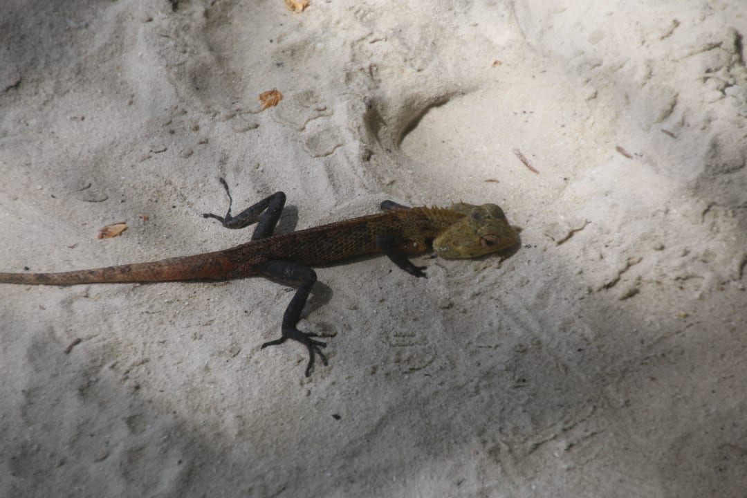 Inselbewohner Kuredu Island Resort & Spa