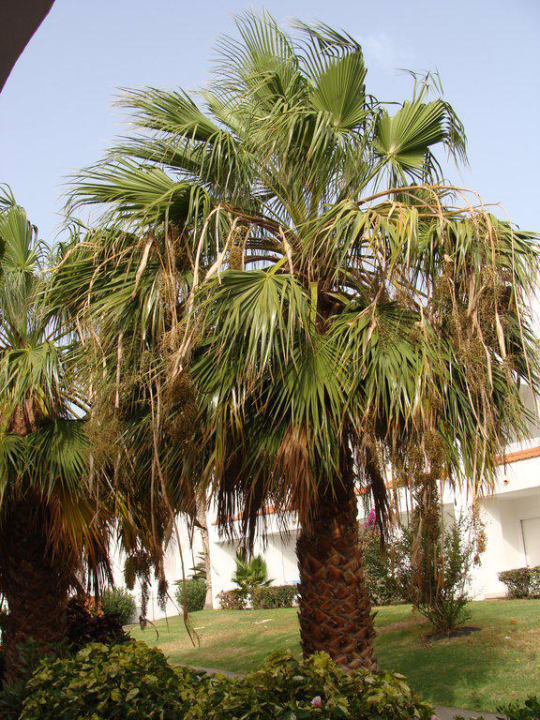 Schöner Garten Club Jandia Princess