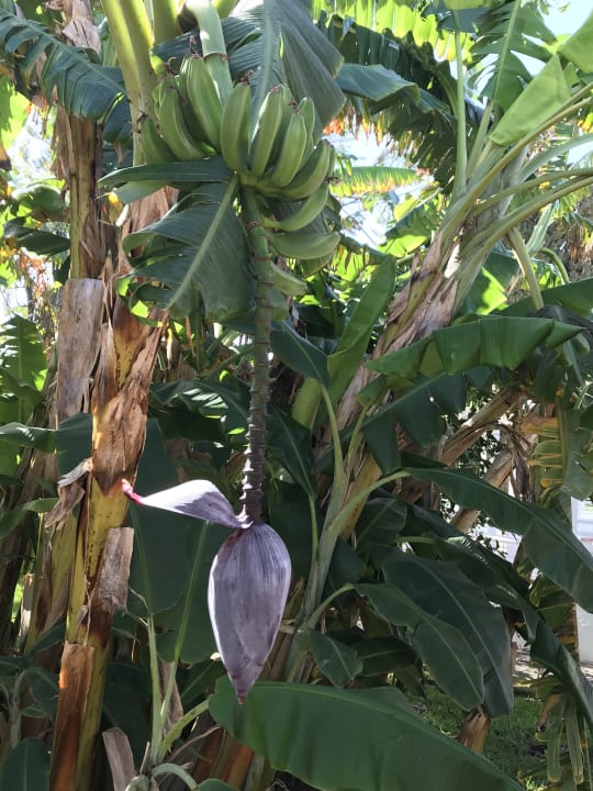 Gartenanlage Bungalows Cordial Sandy Golf