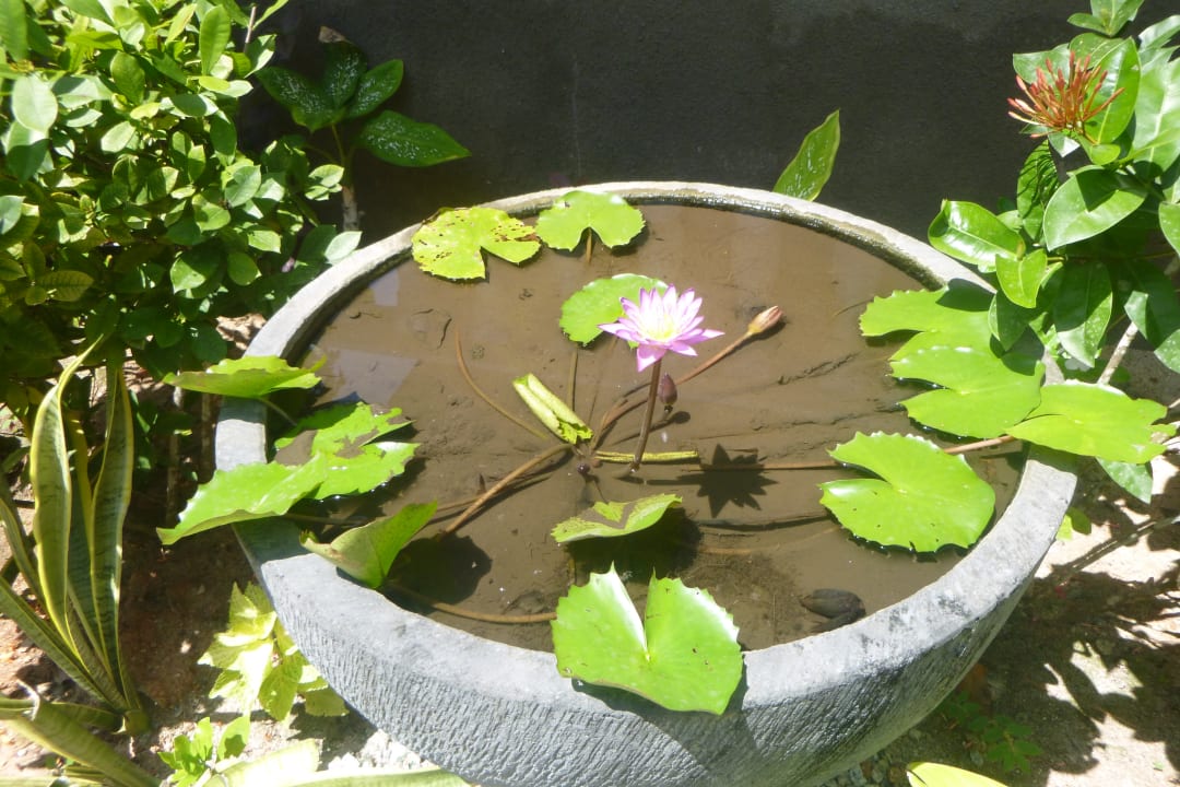 Gartenanlage Guesthouse Cabanes des Anges