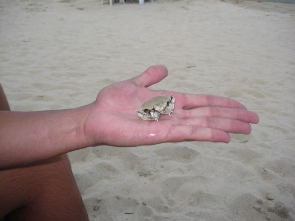 Soger Krebse hat man gesehen The Fair House Beach Resort
