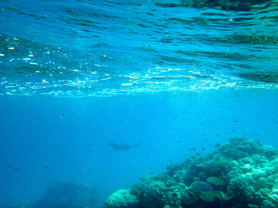 Rochen Cinnamon Hakuraa Huraa Maldives