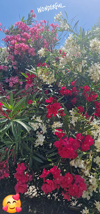 Gartenanlage Hotel Oleander