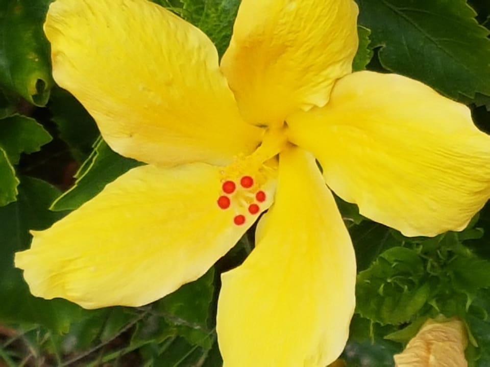 LTI AKASSIA SWISS RESORT  Sentido Akassia Beach