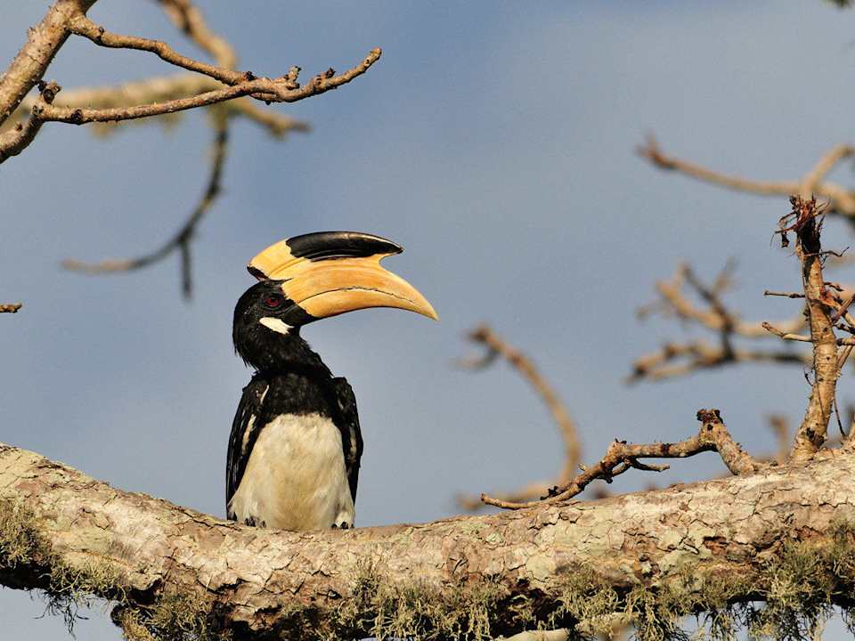 Wild Life Mahoora Tented Safari Camp - Yala
