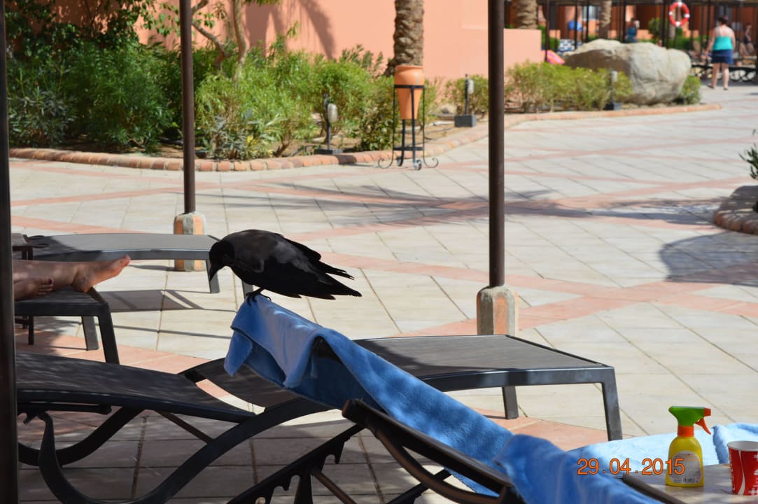 Ворона) Jaz Makadi Oasis Resort