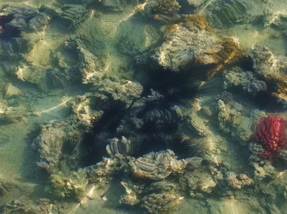 Blick vom Steg auf Hausriff Stella Beach Resort & Spa Makadi Bay