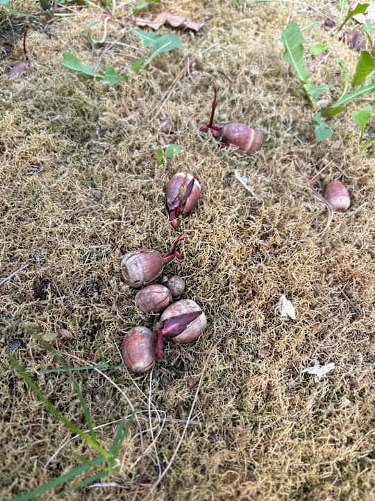 Gartenanlage Vakantiepark Boschbeek