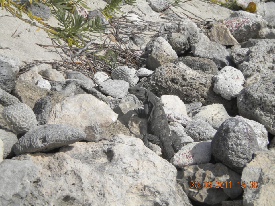 Fauna und Flora landestypisch Grand Oasis Tulum Riviera - All Inclusive