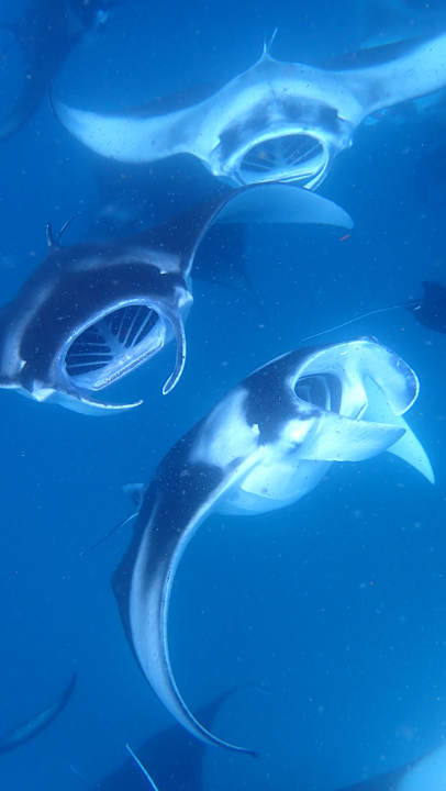 Sport & Freizeit NH Collection Maldives Reethi Resort